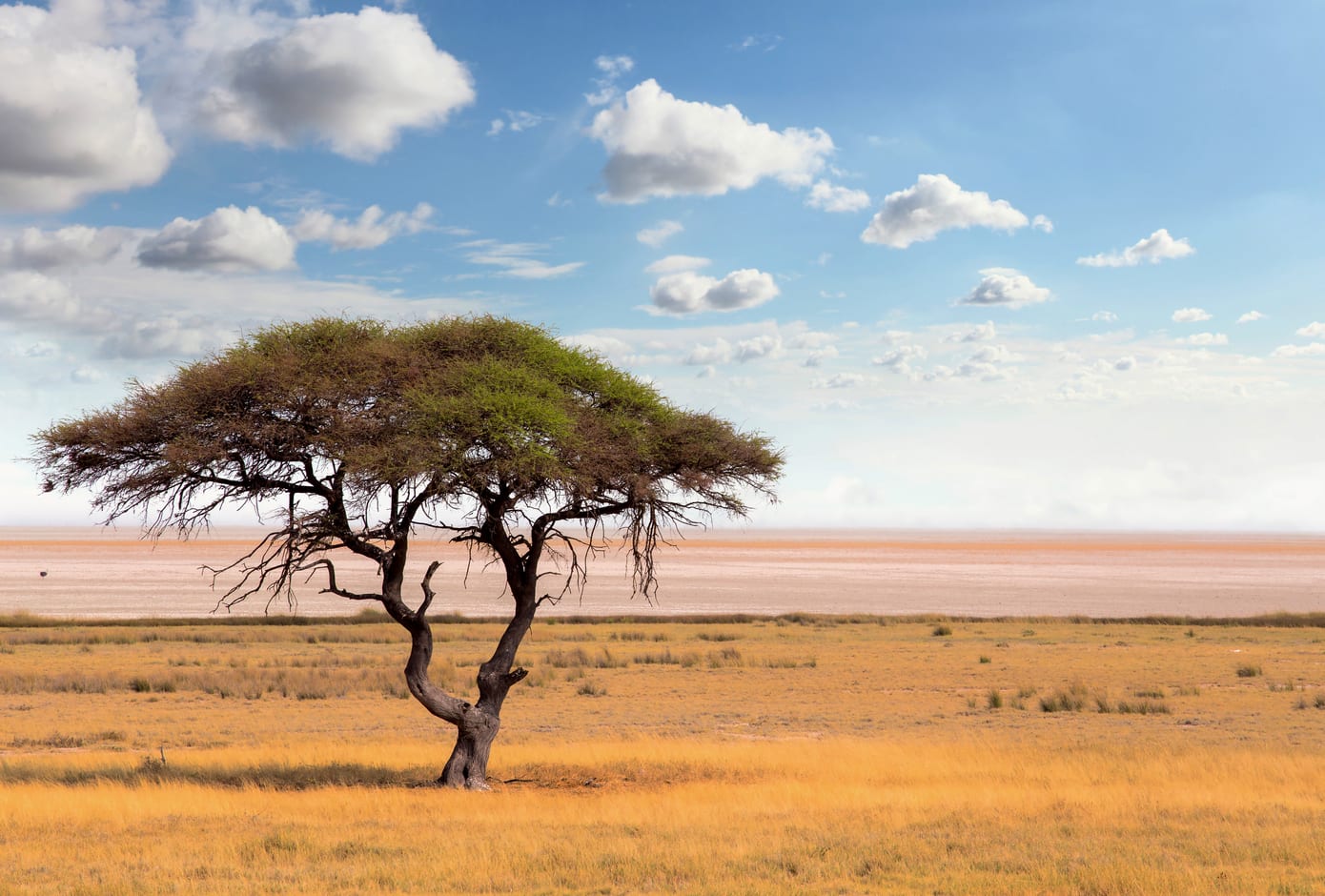 Acacia tree in Botswana, Africa.