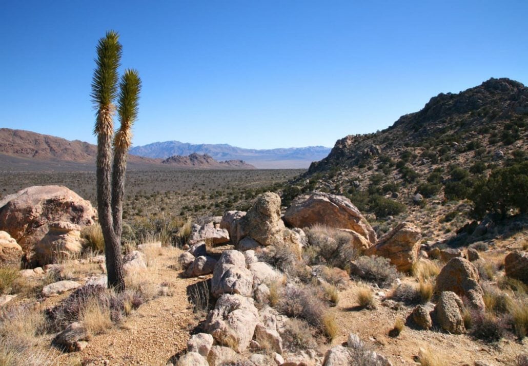 Joshua Tree in the Mojave National Preserve in California, USA.
