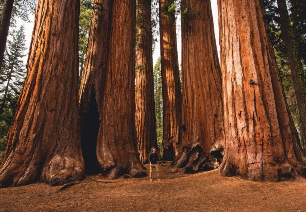 A man among giant trees in the Redwood National Park, California, USA.